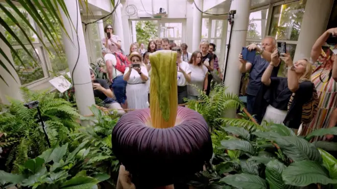 Smrdljivi cvet privlači ljude