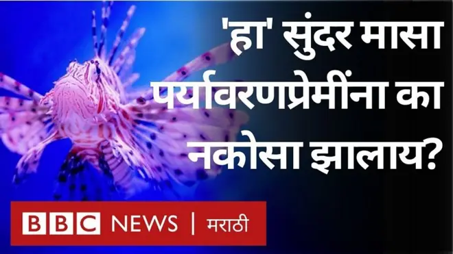 लायनफिश, पर्यावरण