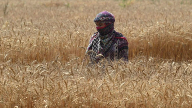 فصلیں، پاکستان