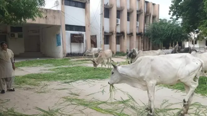 గుజరాత్ ప్రభుత్వ కార్యాలయాల్లో ఆవులు