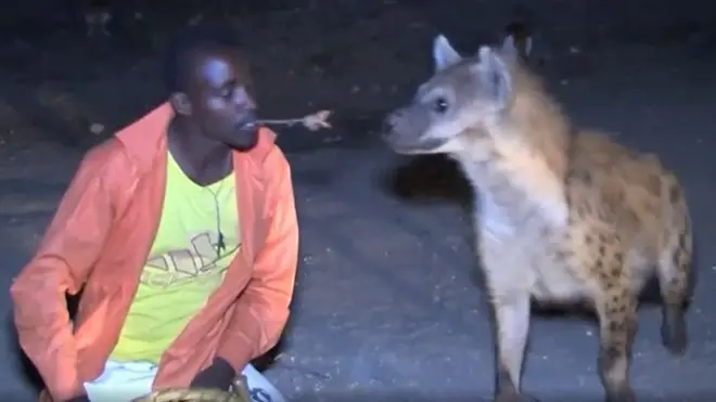 คนป้อนเนื้อไฮยีนา