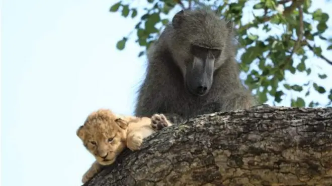 ልሙድ ዘይኮነ ተፈጥሮኣዊ ክስተት ዝምድና ክልተ ተጻባእቲ እንስሳታት