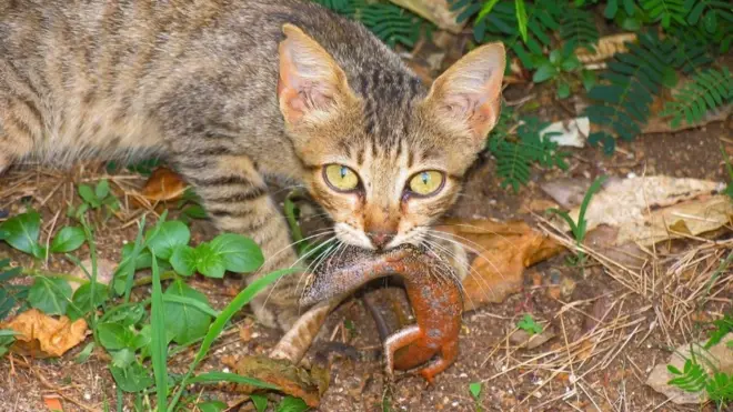 Gato feral predando uma mabuia, lagarto que só existeea sports fc 23Fernandoea sports fc 23Noronha