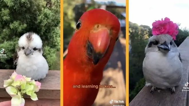 الطيور الساحرة التي وجدت الشهرة على تيك توك