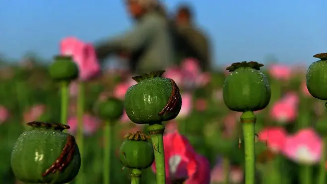 پوست، افغانستان