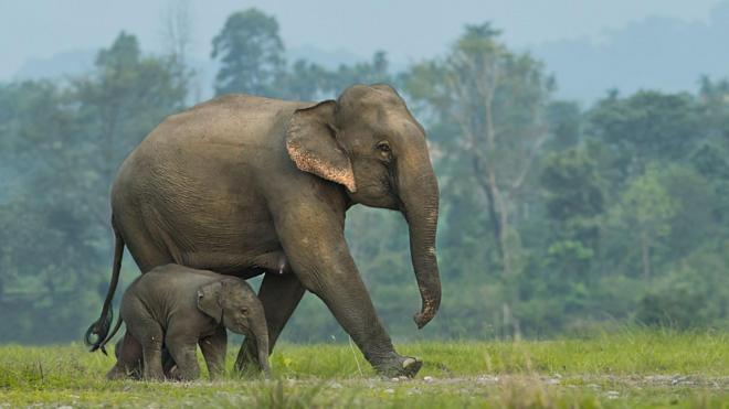 Elefante caminhando ao lado de filhote