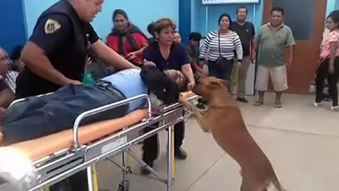 كلاب ترفض ترك صاحبها المصاب بجروح وترافقه في سيارة الاسعاف إلى المستشفى المركزي لتلقي العلاج.