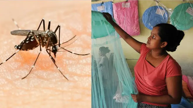 దోమకాటు