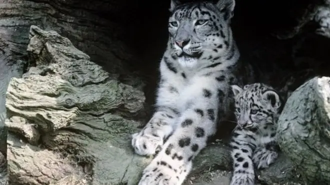 گذشتہ کچھ عرصے کے دوران انسان اور جنگی حیات میں لڑائی کی وجہ سے کئی برفانی چیتے مارے گئے ہیں۔