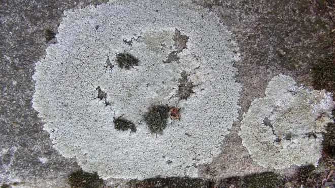 El liquen es una especie común en Australia y Nueva Zelanda donde crece de forma abundante en zonas urbanas, principalmente en carreteras y pavimentos.