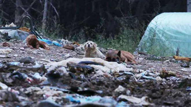 Kučići na deponiji smeća