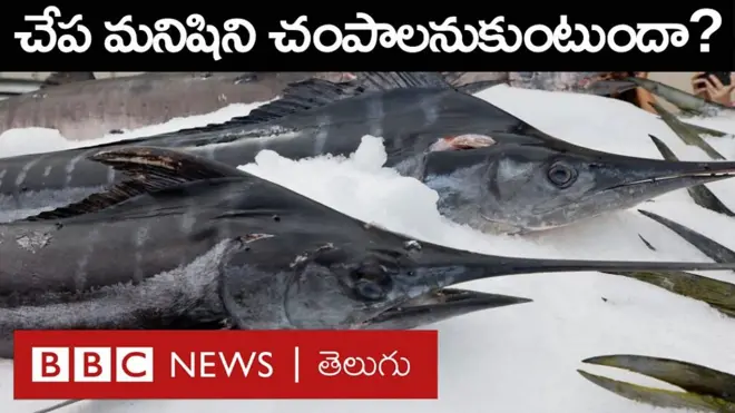 చేపలు మనుషులను చంపాలనుకుంటాయా.. ఏ చేపలు ప్రమాదకరం?