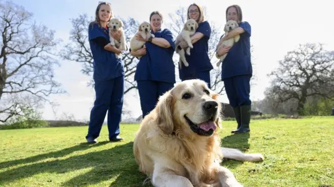 One of Trigger's litters had 16 puppies - a record breaking number for Guide Dogs