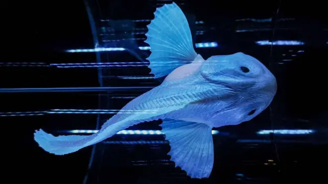 최근 과학자들이 심해 어류 촬영에 성공했다.