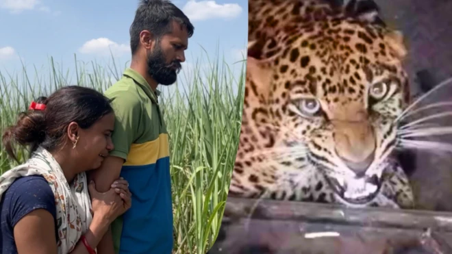 చిరుత దాడిలో చనిపోయిన శివాన్యను తలచుకొని రోదిస్తున్న ఆమె తల్లిదండ్రులు