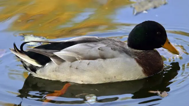 ہالینڈ میں حکام نہ یہ ظاہر نہیں کیا کہ ہلاک کی گئی بطخوں میں کونسی قسم کا برڈ فلو وائرس تھا