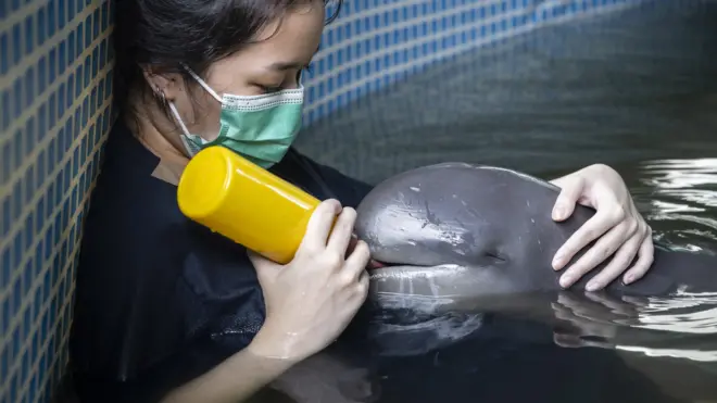 สัตว์แพทย์ให้นมเจ้าภราดร โลมาอิรวดี ซึ่งตายไปในช่วงปลายเดือน ส.ค. 2565