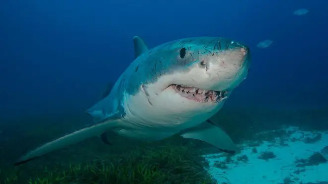 Tiburón blanco en el océano