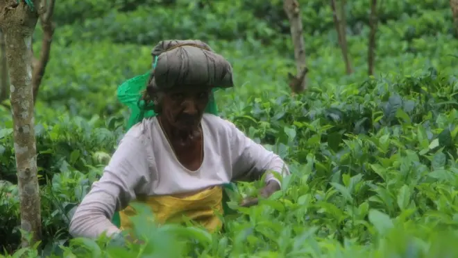 තේ දළු කිලෝ දහයේ කොන්දේසියට කම්කරු විරෝධය