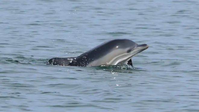 Дельфін у Чорному морі