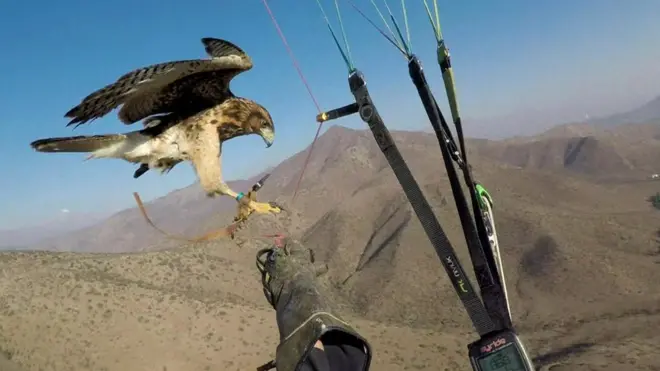 بالفيدو: مغامر يحلق مع صقره في السماء