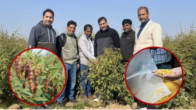 તુવેર, તુવેરદાળ, ગુજરાત, ગુજરાતમાં પાક, ગુજરાતની ખેતી, ભારતમાં ખેતી, કૃષિ, કઠોળ, બીબીસી ગુજરાતી