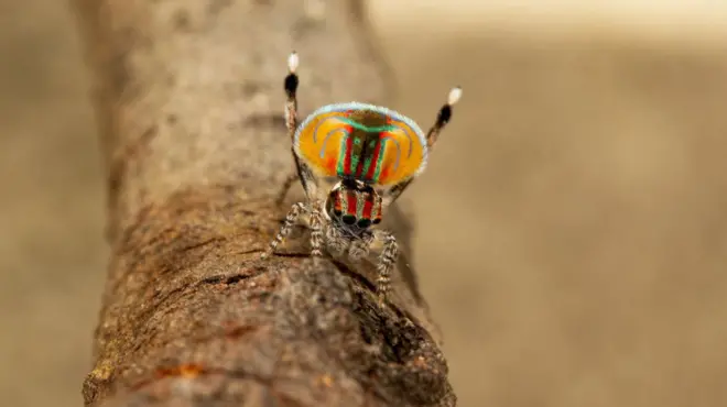 Pauk paun koji pleše – svaka vrsta ovog pauka ima različite boje i ponašanje 