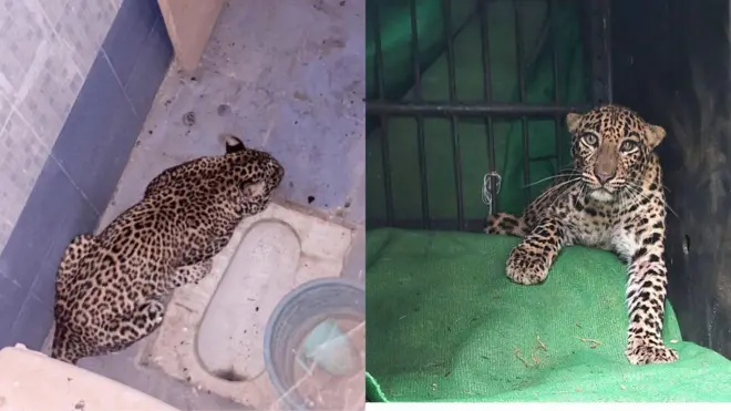 చిరుతపులి