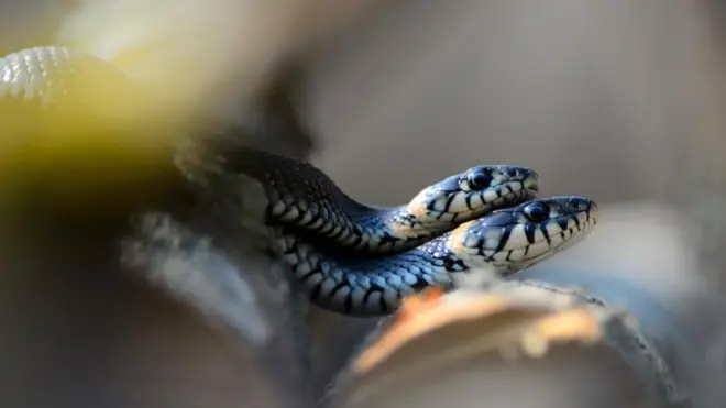 Rắn cỏ (Natrix natrix)