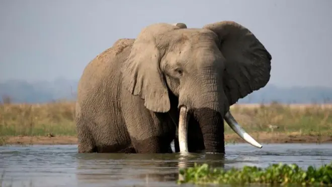 Un éléphant de brousse africain dans le parc national de Mana Pools, au Zimbabwe.