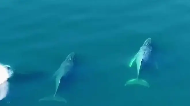 व्हेल मछली