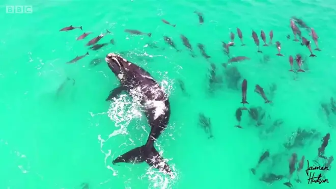 Ballena junto a un grupo de delfines