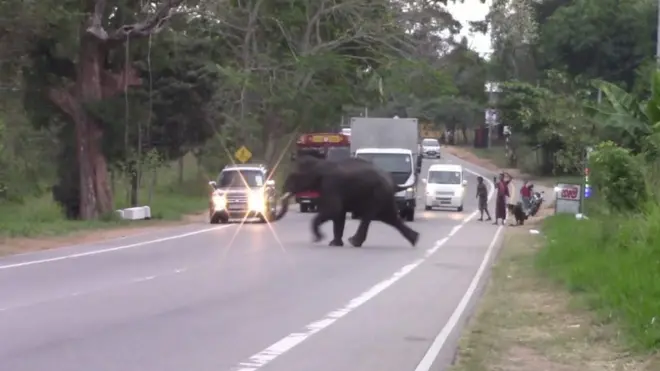 අලි පාර මාරුවීම