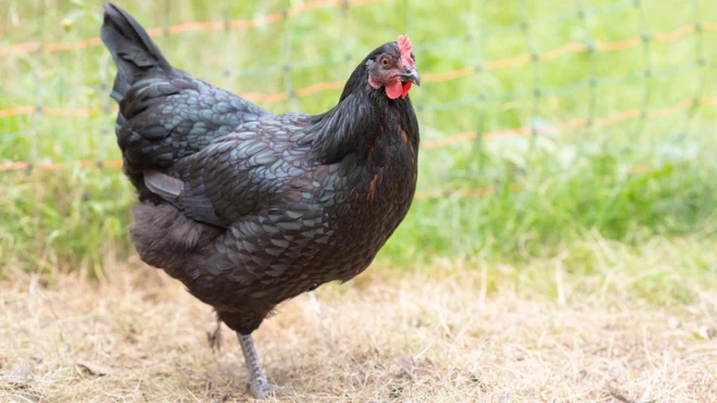 सांकेतिक तस्वीर