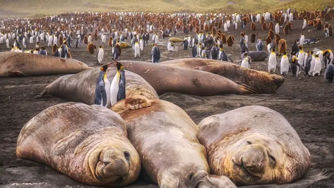 En la temporada reproductiva, las playas de la isla suelen estar bastante ocupadas.