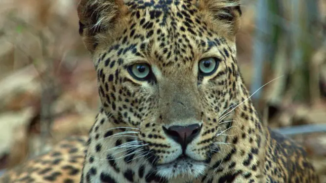 फोटो कॅप्शन - मुंबई हा जगातला सर्वाधिक घनतेचा बिबट्यांचा अधिवास झाला आहे.