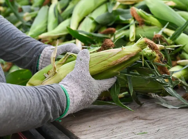 Pesin wey dey wia grey cloth and gloves dey carry plenti maize from table