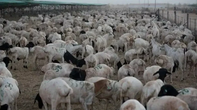 Xoolaha laga dhoofiyo Soomaaliya