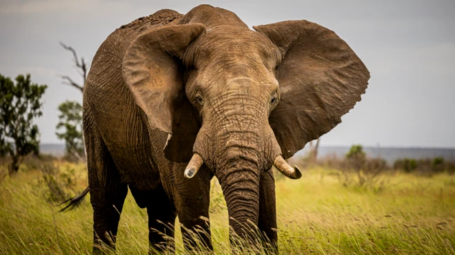 Aworan Erin inu igbo