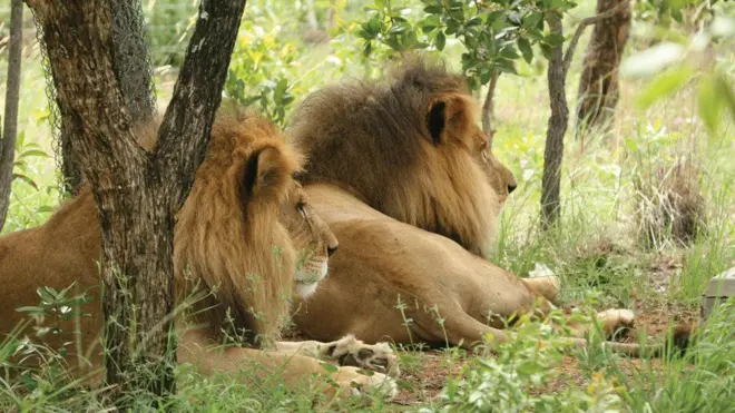 Los dos leones habían comenzado una nueva vida libre de abusos en mayo del año pasado.