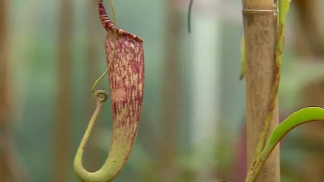 علماء بريطانيون يحذرون من خطر انقراض العديد من النبات