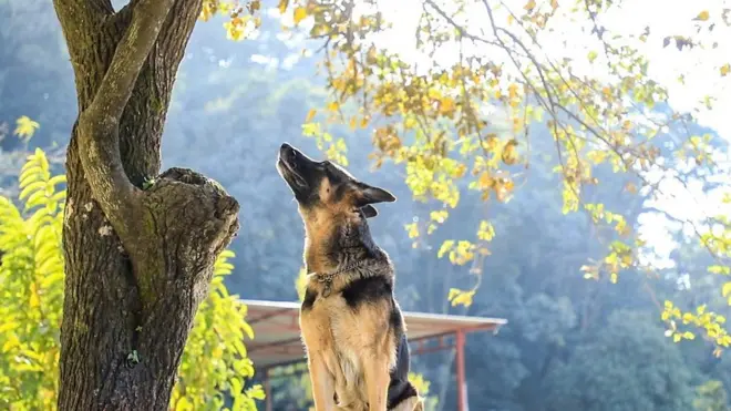 नौ वर्षदेखि प्रहरीसेवामा भएकी पोथी कुकुर