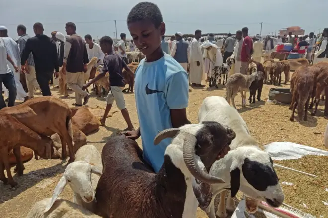 طفل يربي شاة في سوق للماشية قبل عيد الأضحى في منطقة القضارف شرق السودان في 27 يونيو/ حزيران 2023.