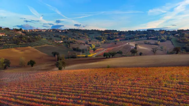 蒙特法爾科葡萄園
