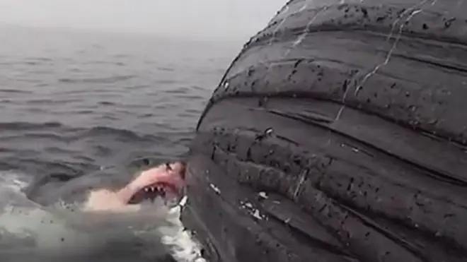 ฉลามแทะซากวาฬ