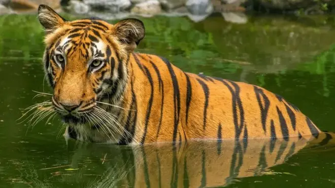 بنگال کے آدم خور شیر