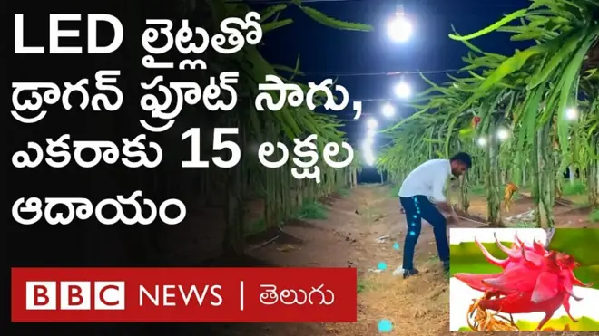 LED లైట్లతో డ్రాగన్ ఫ్రూట్ సాగు, ఎకరాకు రూ.15 లక్షల వరకు లాభం