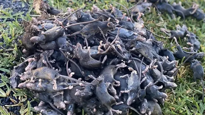 ซากหนูในออสเตรเลีย