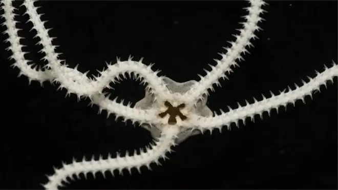 Organisme di zona abisal harus menahan tekanan 500 hingga 600 kali lebih tinggi dari tekanan atmosfer di permukaan air.