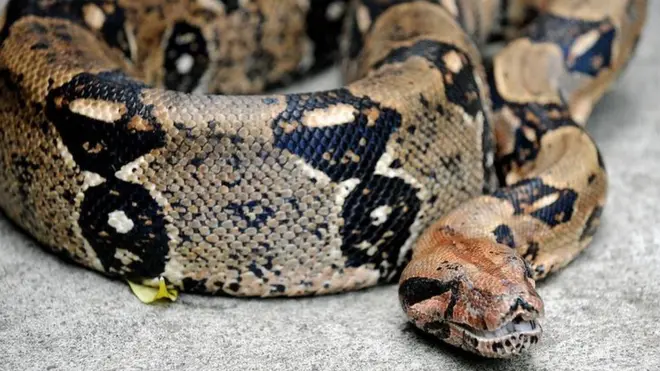 Sanca Boa membunuh mangsanya dengan melilitnya dalam cengkeraman sedemikian ketat sehingga darah dan oksigen tidak bisa menjangkau organ vital korban.